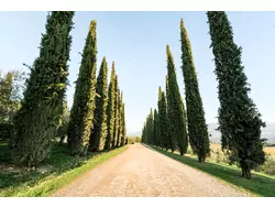 Ferienwohnung Ferienwohnung-3442953 in Rignano sull'Arno - 2 Personen, Hund erlaubt