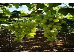 Ferienwohnung Ferienwohnung-2230841 in Andria - 5 Personen, Hund nicht erlaubt