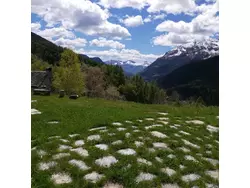 Ferienwohnung Ferienwohnung-2130514 in Varzo - 8 Personen, Hund erlaubt