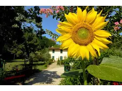 Ferienwohnung Ferienwohnung-480339 in Pistoia - 4 Personen, Hund erlaubt