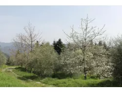 Bild zur gratis inserierten Ferienwohnung Ferienhaus-221704.