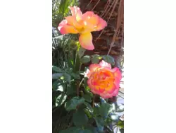 Ferienwohnung Ferienwohnung-224461 in Barano d'Ischia - 3 Personen, Hund erlaubt