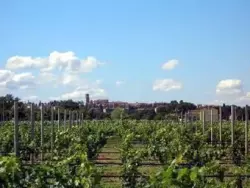 Ferienwohnung Ferienwohnung-647278 in Torgiano - 6 Personen, Hund erlaubt